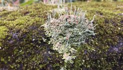 [:es] Lichens thrived while those around them fell[:]