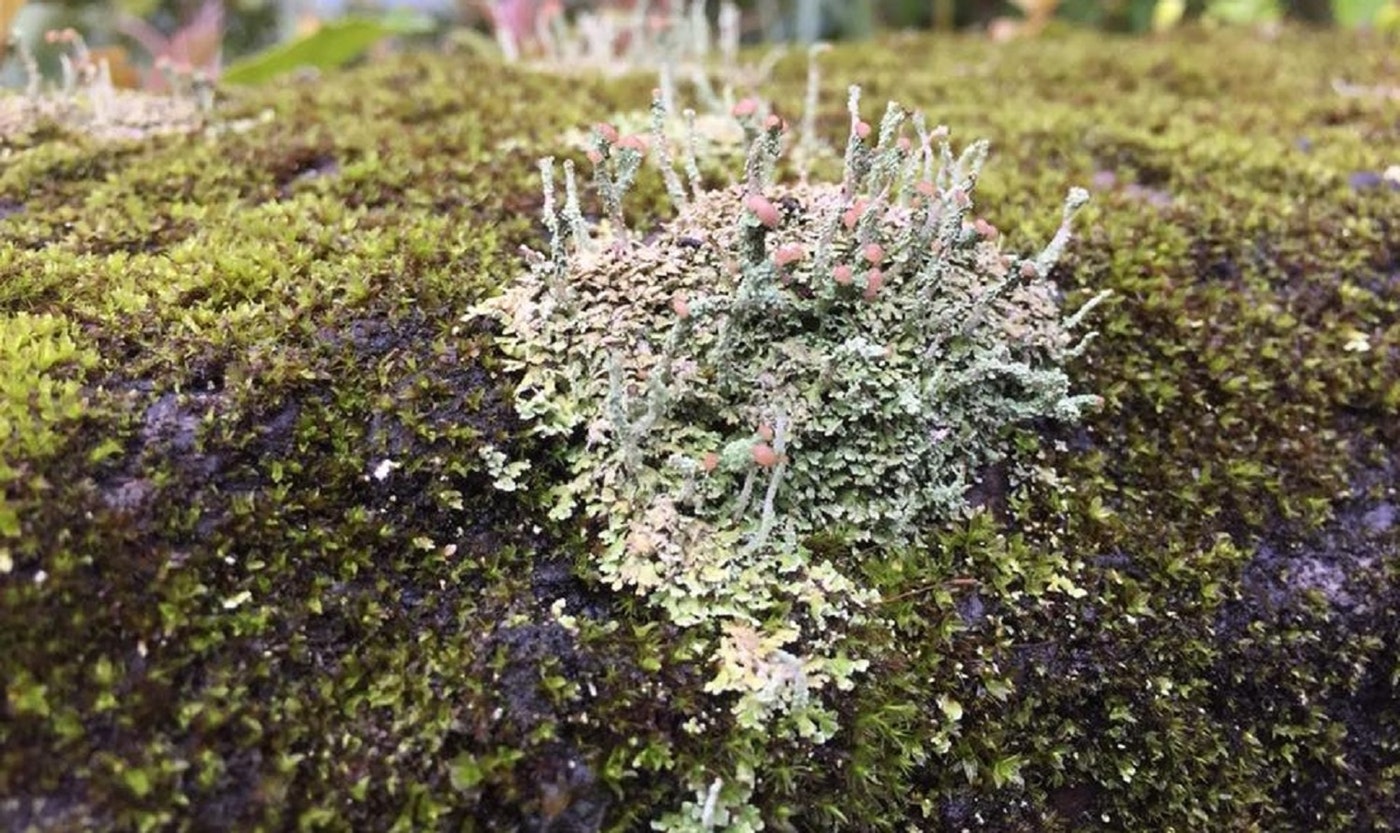 [:es] Lichens thrived while those around them fell[:]
