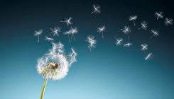 [:es] The physics of the dandelion[:]