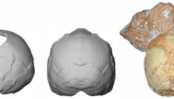 [:es]Eurasiako sapiens zaharrena identifikatu dute[:]