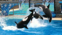 [:es]El estrés crónico acorta la vida de las orcas en cautividad[:]