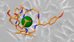 [:es]‘Jaulas’ moleculares para eliminar células cancerosas de forma selectiva[:]