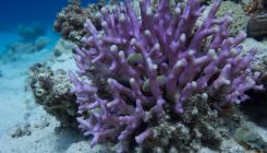 [:es]Los cristales del esqueleto de coral registran la acidificación de los océanos[:]