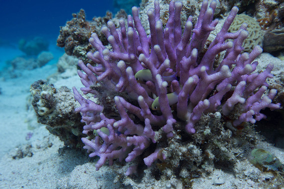 [:es]Los cristales del esqueleto de coral registran la acidificación de los océanos[:]