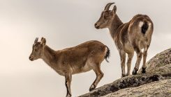 [:es] Los animales no se adaptan a tiempo al avance del cambio climático [:]