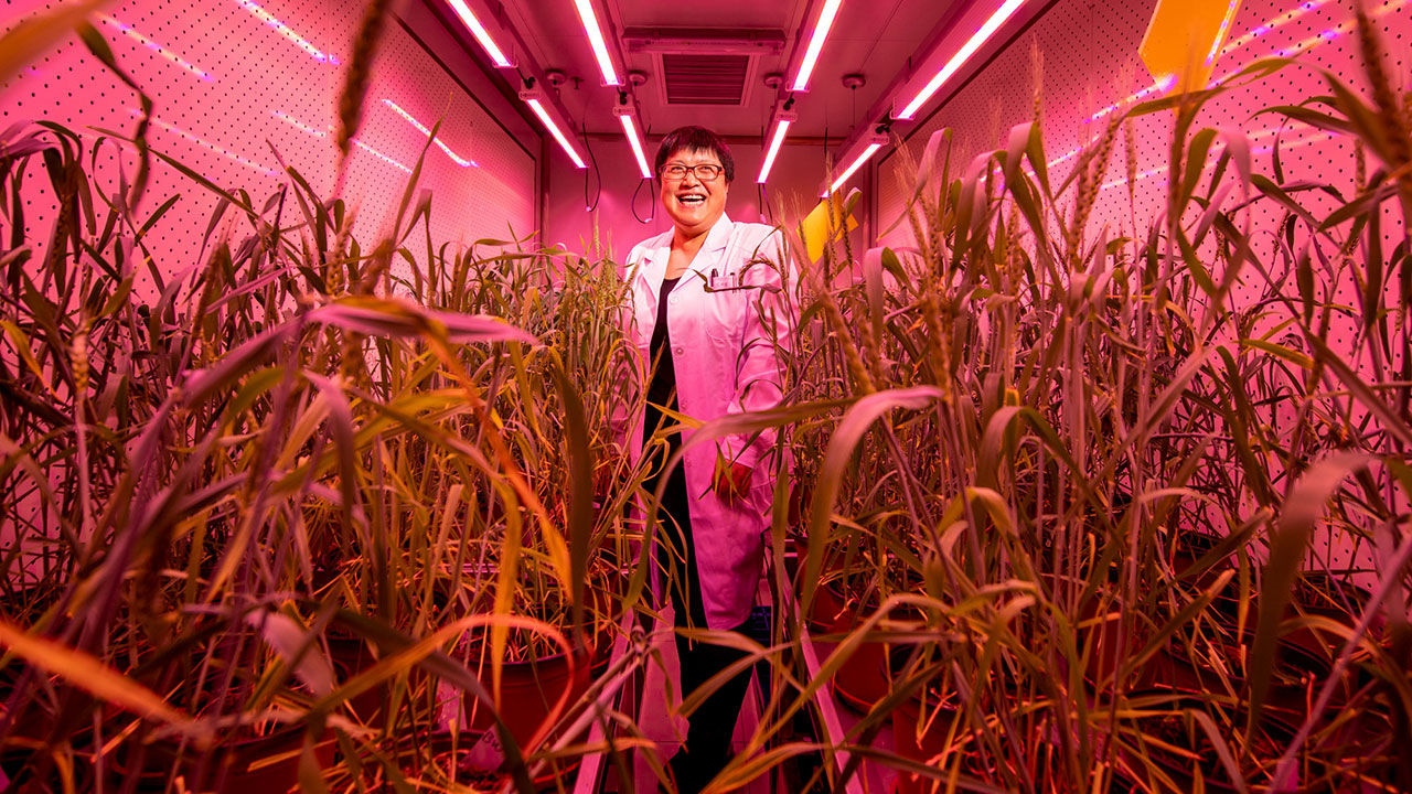 [:es]To feed its 1.4 billion, China bets big on genome editing of crops[:]