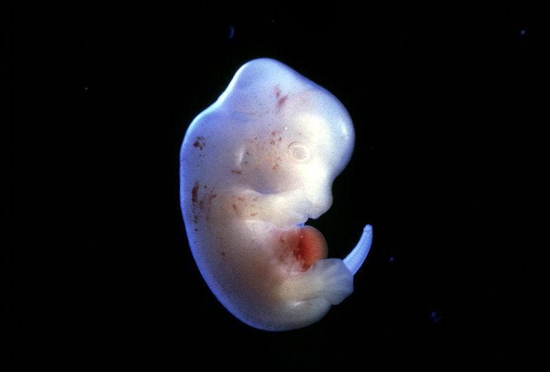 [:es]Japan approves first human-animal embryo experiments[:]