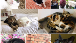 [:es] Cómo acariciar a su gato, según la ciencia[:]