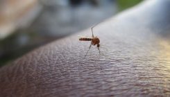 [:es] Esto es lo que se le pasa a un mosquito por la cabeza antes de picarte [:]