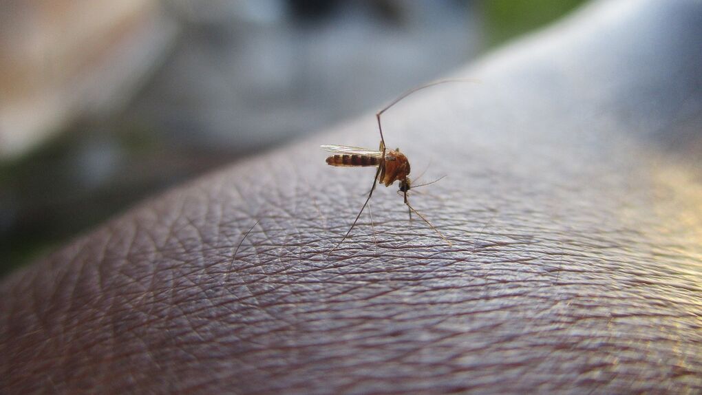 [:es] Esto es lo que se le pasa a un mosquito por la cabeza antes de picarte [:]