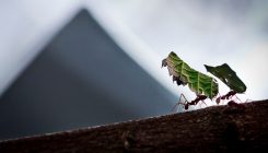 [:es]These Ants Use Germ-Killers, and They’re Better Than Ours[:]