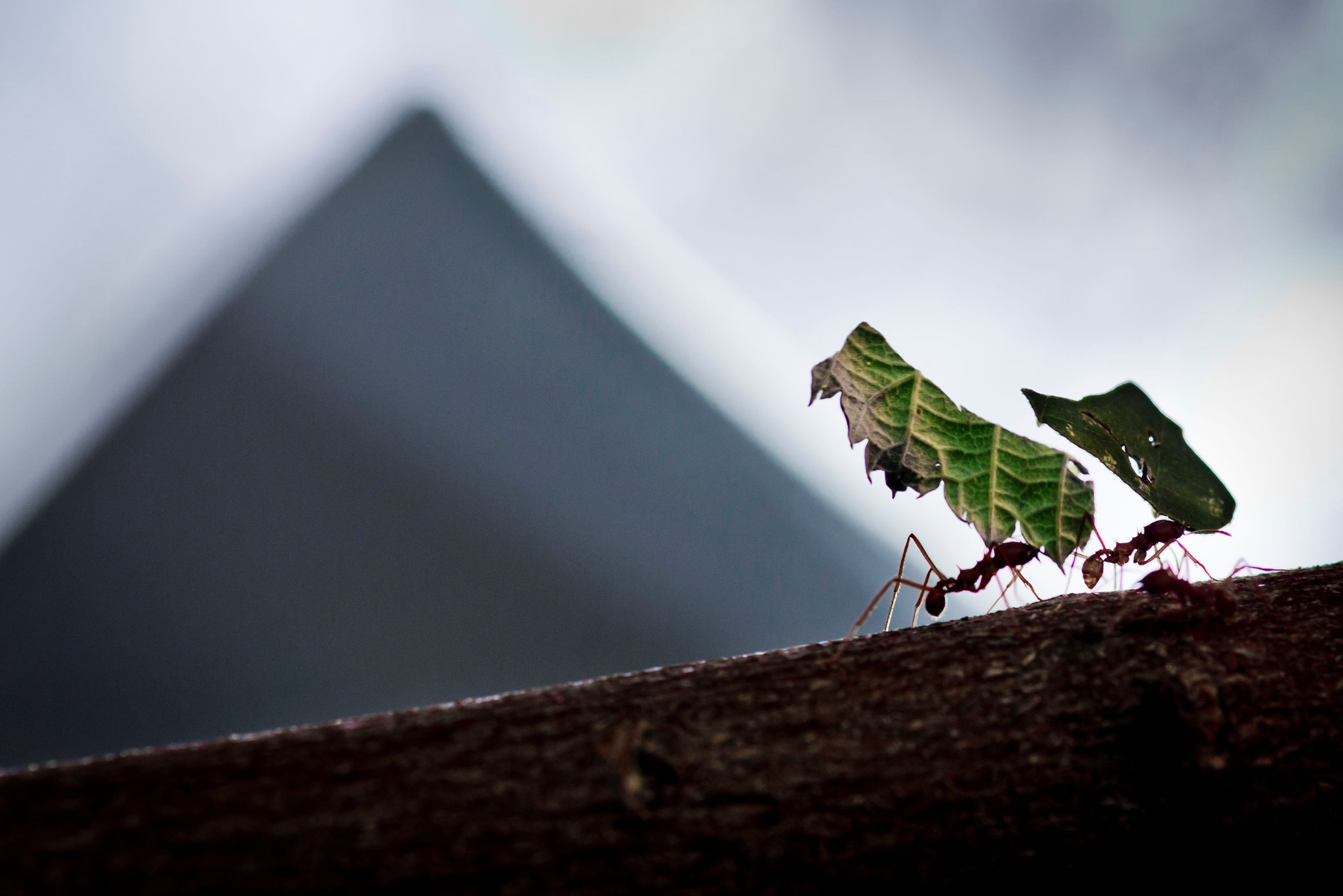 [:es]These Ants Use Germ-Killers, and They’re Better Than Ours[:]