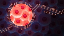 [:es]Math Reveals the Secrets of Cells’ Feedback Circuitry[:]