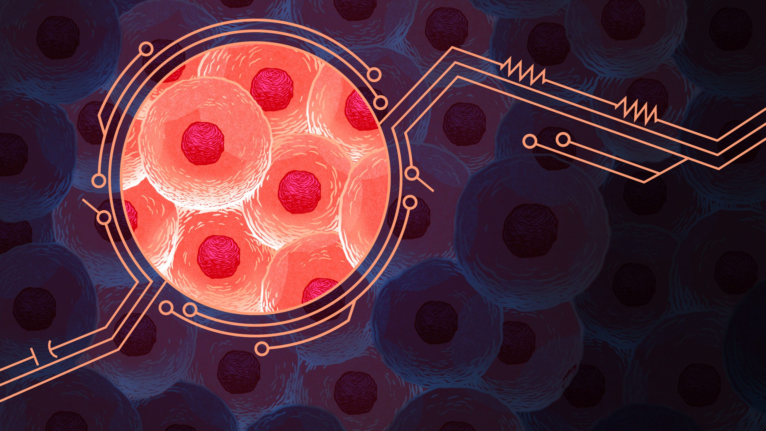 [:es]Math Reveals the Secrets of Cells’ Feedback Circuitry[:]