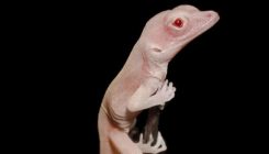 [:es]El lagarto albino, primer reptil modificado genéticamente[:]