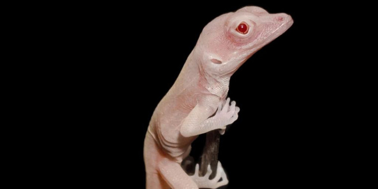 [:es]El lagarto albino, primer reptil modificado genéticamente[:]