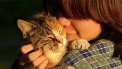[:es]Los gatos también muestran apego con sus dueños[:]