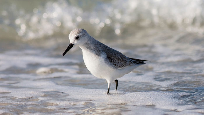 [:es]Three billion North American birds have vanished since 1970, surveys show[:]