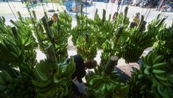 [:es]CRISPR might be the banana’s only hope against a deadly fungus[:]