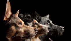 [:es]Humans haven’t just changed what dogs look like—we’ve altered the very structure of their brains[:]