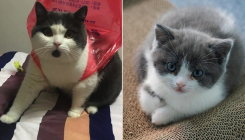 [:es] Por qué mi gato clonado no se parece en nada al original [:]