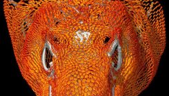 [:es]Komodo Dragons Have Skin That Looks Like Chain Mail[:]