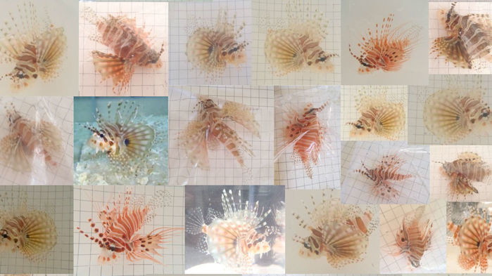 [:es]Can you spot the duplicates? Critics say these photos of lionfish point to fraud[:]