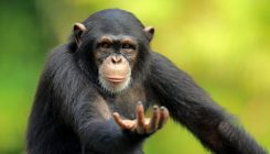 [:es]The Communication We Share with Apes[:]
