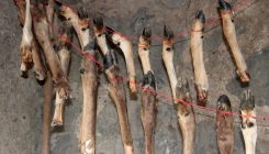 [:es]What Was Kept in This Stone Age Meat Locker? Bone Marrow[:]