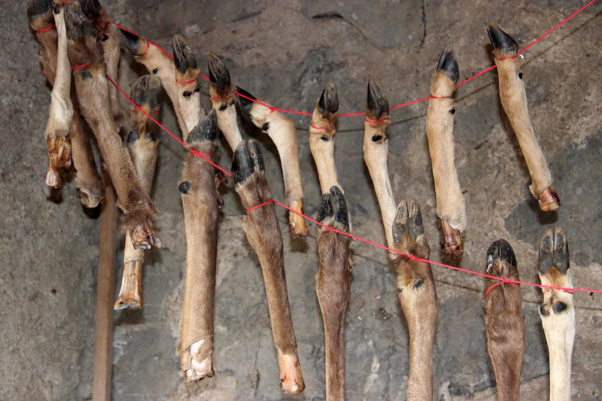 [:es]What Was Kept in This Stone Age Meat Locker? Bone Marrow[:]