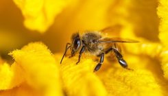 [:es] The bee-all of numbers[:]