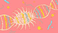 [:es]Cell-Bacteria Mergers Offer Clues to How Organelles Evolved[:]