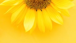 [:es]Mathematicians Begin to Tame Wild ‘Sunflower’ Problem[:]