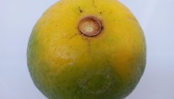 [:es] Así luchamos contra la bacteria que nos quiere dejar sin naranjas[:]