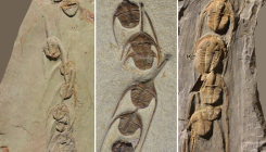 [:es] ¿A dónde viajaban las caravanas de trilobites? [:]