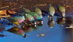 [:es] Endangered birds leave genetic clues in their drinking water[:]