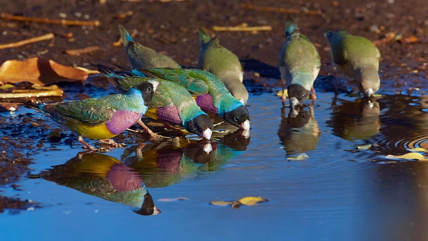 [:es] Endangered birds leave genetic clues in their drinking water[:]