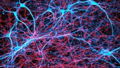 [:es]Deeper Insights Emerge into How Memories Form[:]