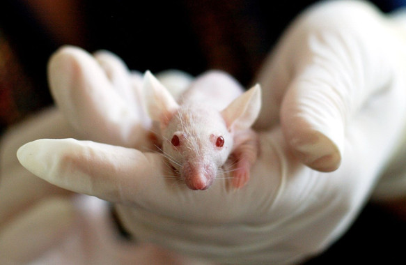 [:es]El grafeno activa células inmunitarias para la regeneración ósea en ratones[:]