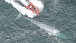 [:es] Dos latidos por minuto: cómo tomarle el pulso a una ballena azul [:]