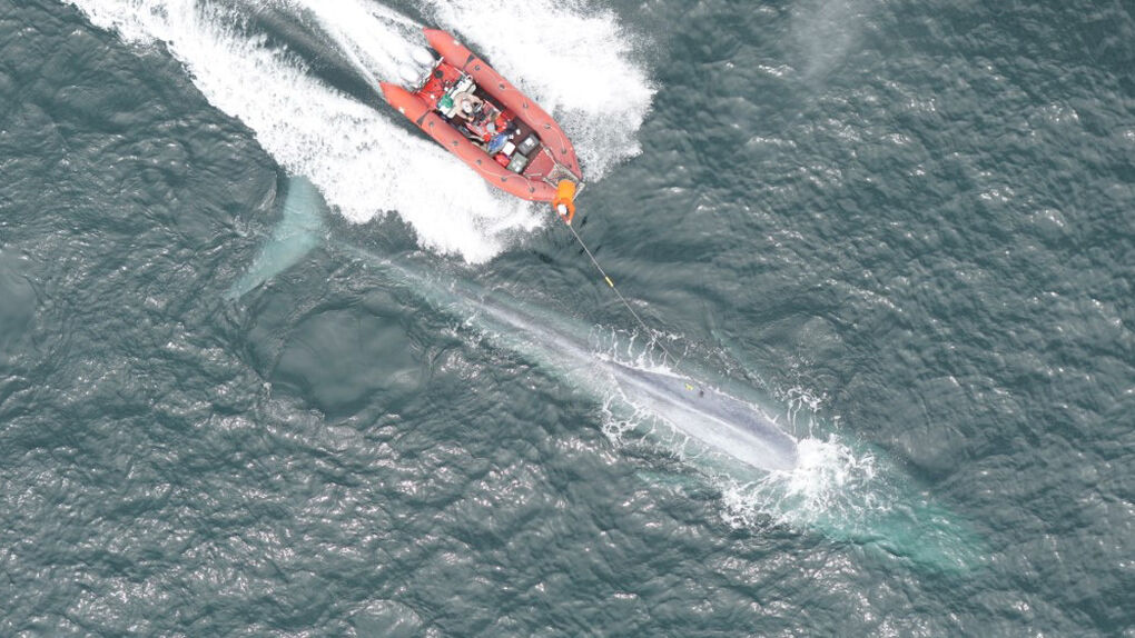[:es] Dos latidos por minuto: cómo tomarle el pulso a una ballena azul [:]