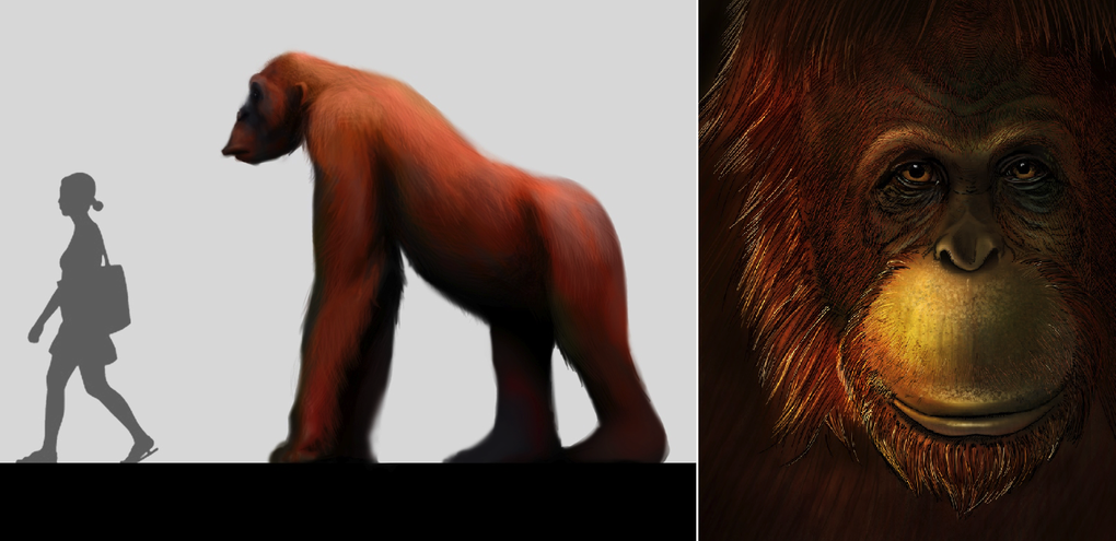 [:es] Reconstruyen la historia del pariente gigante de los orangutanes [:]