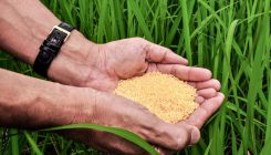 [:es]Bangladesh could be the first to cultivate golden rice, genetically altered to fight blindness[:]