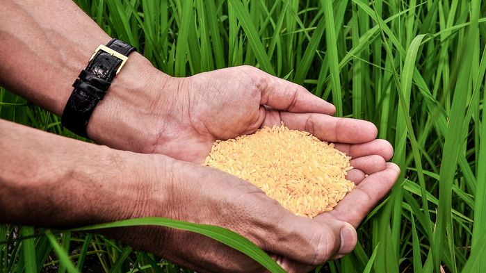 [:es]Bangladesh could be the first to cultivate golden rice, genetically altered to fight blindness[:]