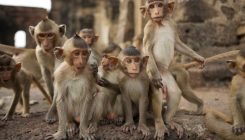 [:es]Primate embryos grown in the lab for longer than ever before[:]