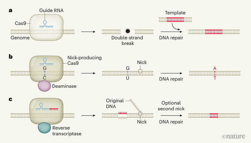 [:es]CRISPR tool modifies genes precisely by copying RNA into the genome[:]