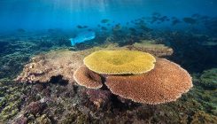 [:es]These corals could survive climate change — and help save the world’s reefs[:]