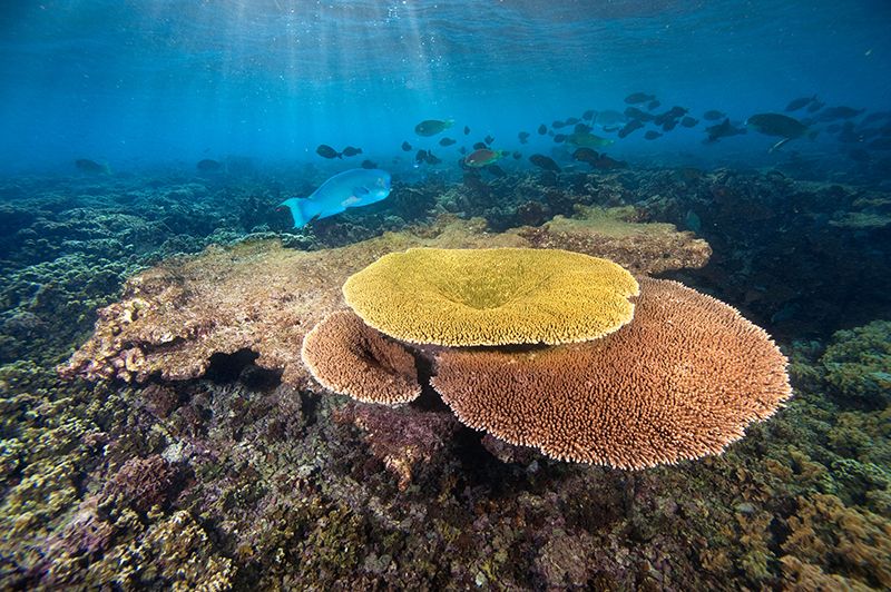 [:es]These corals could survive climate change — and help save the world’s reefs[:]