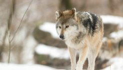 [:es] Más de 7.000 km en un año: el lobo rompe el récord de larga distancia [:]
