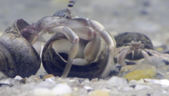 [:es]Even Hermit Crabs Have Wealth Inequality[:]